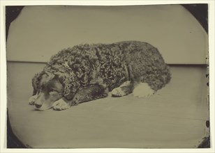 Untitled (Dog), 1850/99. Creator: Unknown.