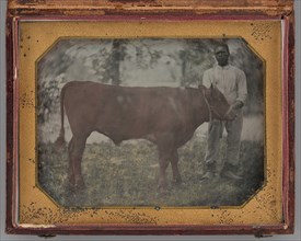 Untitled (Portrait of a Standing Man with a Steer), 1849-56. Creator: Montgomery Simons.