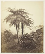 The Tree Fern, Prize Photo, 1863. Creator: Samuel Bourne.