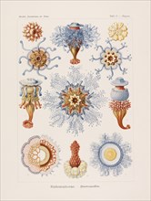 Kunstformen der Natur (Art Forms in Nature), 1899-1903. Creator: Haeckel, Ernst (1834-1919).