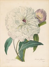 Paeonia flagrans (Peony) , 1827. Creator: Redouté, Pierre-Joseph (1759-1840).