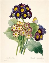 Primula auricula (Primroses), 1827. Creator: Redouté, Pierre-Joseph (1759-1840).