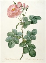 Rosa Damascena aurora, Rosier Aurore Poniatowska (From La Couronne de roses), 1817-1824. Creator: Redouté, Pierre-Joseph (1759-1840).