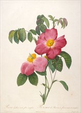 Rosier de Provinsi (From La Couronne de roses), 1817-1824. Creator: Redouté, Pierre-Joseph (1759-1840).