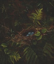 Bird's Nest and Ferns, 1863. Creator: Fidelia Bridges.