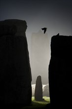General view of Stonehenge at night, showing a Jackdaw filying between the stones, 2011.