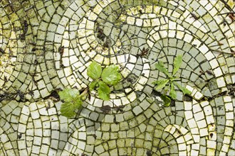 Mosaic floor, Doxford House, Silksworth, Sunderland, 2014. Detail of the mosaic floor of the conservatory area on the east side of the derelict house, with weeds growing through the cracks.