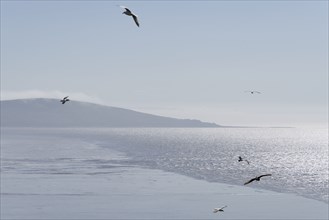 Brean Down, Somerset, 2018. General view looking south across a misty Weston Bay towards the headland, with gulls flying in the foreground.