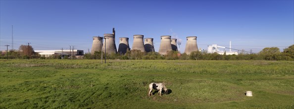 Ferrybridge C Power Station, West Yorkshire, 2018. General view of the power station from the north-east, with a horse in a field in the foreground.