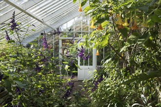 Glasshouse, Denmans Garden, Fontwell, West Sussex, 2018. Interior view of a glasshouse in the gardens, looking towards the door, 2018.