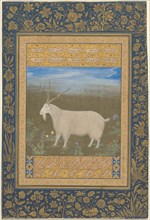 Portrait of a Ladakhi Mountain Goat, about 1600. Creator: Unknown.