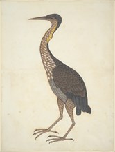 Purple Heron (Ardea purpurea), Company School, c. 1780/1820. Creator: Unknown.