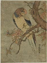 Parrot on Quince Tree, c. 1770. Creator: Isoda Koryusai.