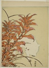 White Rabbit and Amaranth, c. 1771. Creator: Isoda Koryusai.