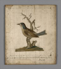 Picture of a Bird, France, 18th century.