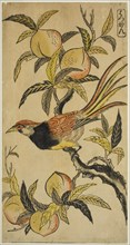 Silver Pheasant (Hakkan), c. 1730. Attributed to Nishimura Shigenaga.