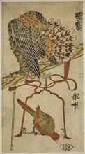 Sparrowhawk and Macaw (Konori taka, inko), c. 1718. Attributed to Torii Kiyomasu I.