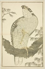 Hawk, from The Picture Book of Realistic Paintings of Hokusai (Hokusai shashin gafu), Japan, c. 1814.