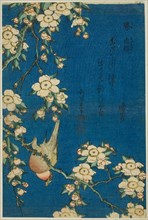 Bullfinch and Weeping Cherry (Uso, shidarezakura), from an untitled series of flowers and birds, Japan, c. 1834.