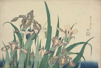 Iris and Grasshopper, from an untitled series of large flowers, Japan, c. 1833/34.