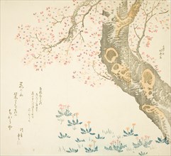 Dandelions and clovers beneath cherry tree, Japan, c. 1807.