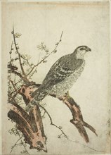 Hawk on a Plum Branch, Japan, c. 1796/1804.
