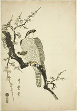 Hawk on a Plum Branch, Japan, 1800.