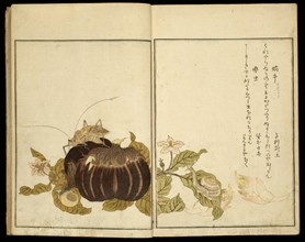 Picture Book: Selected Insects (Ehon mushi erabi), Japan, 1788. Aubergine, snail and grasshopper.