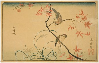 Society Finches (Jushimatsu), Japan, 1790s.