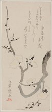 Plum Branch, Japan, late 18th century.