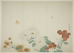 Three Types of Chrysanthemums, Japan, c. 1790.