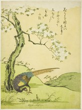 Cherry Tree and Pheasant, Japan, 1765.