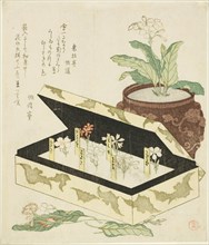 Primroses, Japan, c. 1810s.