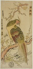 Golden Pheasant (Kinkeicho), c. 1720/25.