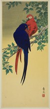 Blue and Red Macaws, n.d.