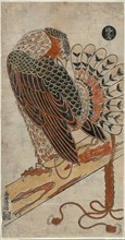 Sparrowhawk (Konori taka), c. 1716.