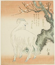 Goat beneath a plum tree, n.d.
