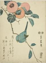Japanese white-eye and persimmons, c. 1847/52.