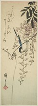 Bird on wisteria, n.d.