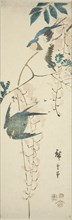 Swallows and wisteria, 1854.