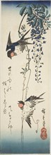 Swallows and wisteria, 1840s.