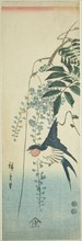 Swallow and wisteria, c. 1847/52.