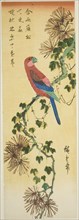 Macaw on ivy-covered pine branch, n.d.