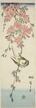 Great tit and cherry blossoms, c. 1847/52.