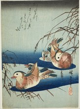 Mandarin ducks, n.d.