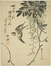 Swallow and wisteria, n.d.