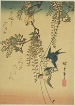 Swallow, yellow bird, and wisteria, 1830s-1840s.