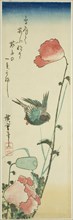 Swallow and poppies, c. 1830s.