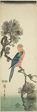 Macaw on pine branch, c. 1847/52.