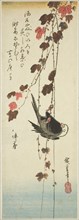 White-headed bird and ivy, mid-1830s.